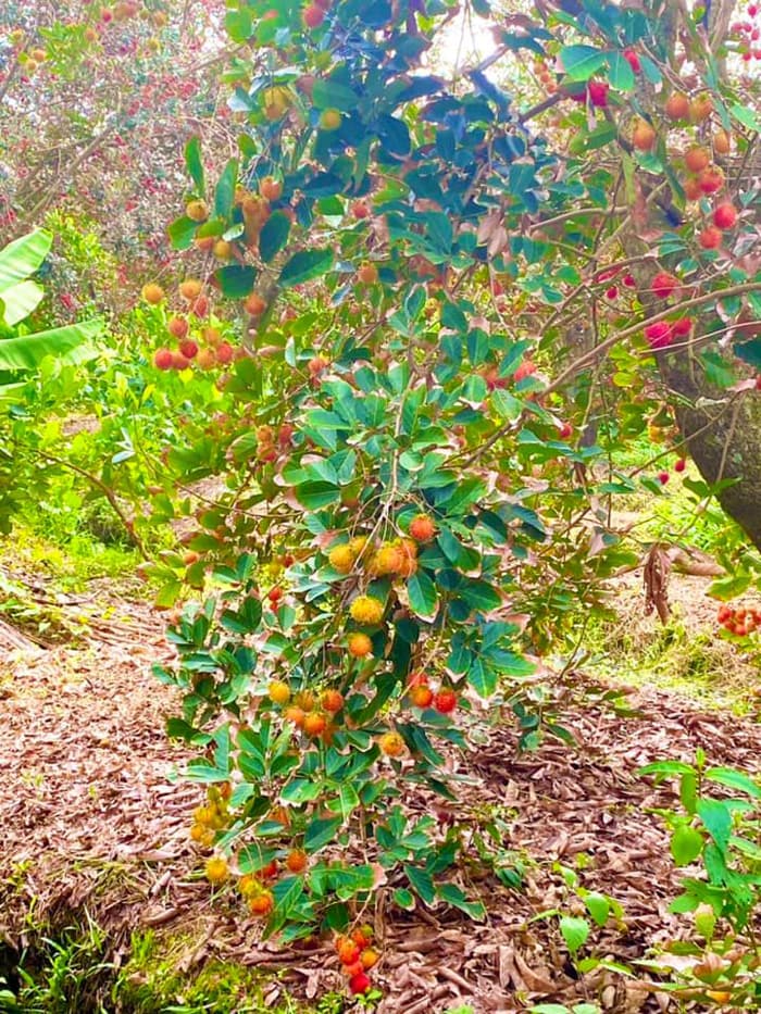 check in vườn trái cây Hoàng Tuấn - Mùa chôm chôm