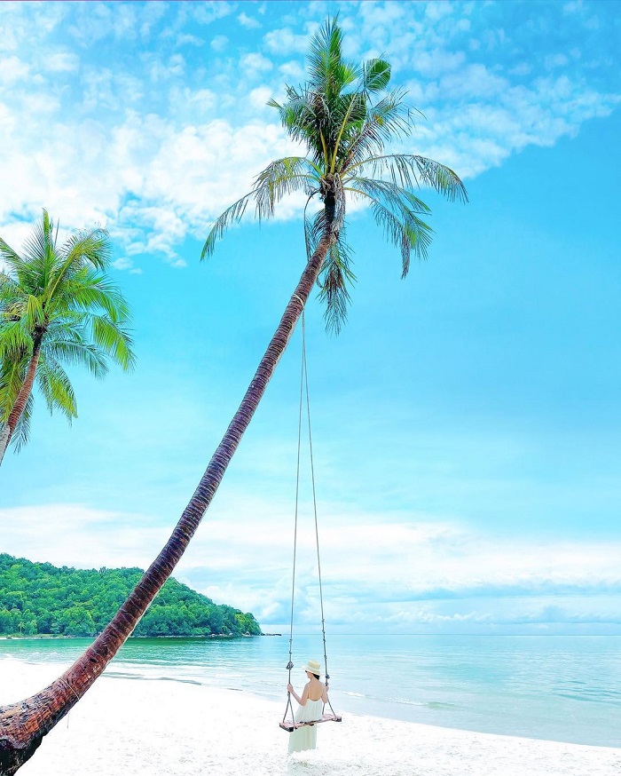 Bai Sao Phu Quoc coconut tree is one of the beautiful virtual living coconut trees in Vietnam