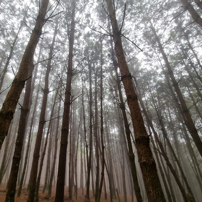 rừng thông Hua Tạt có gì đẹp