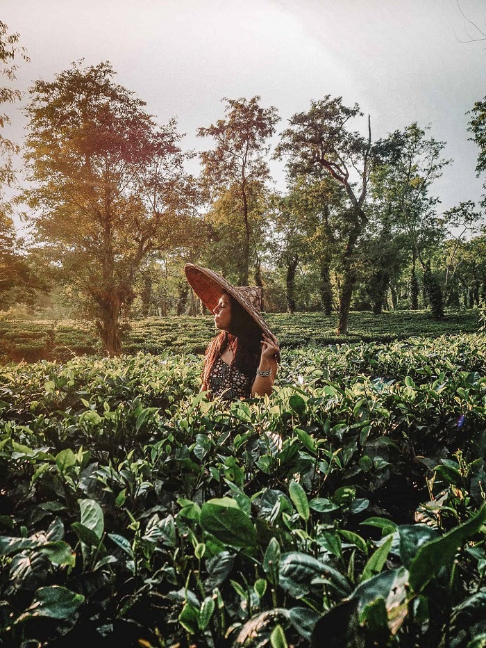 Ghé thăm cánh đồng chè ở Assam - trải nghiệm du lịch Đông Bắc Ấn Độ