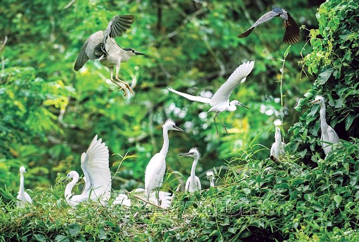 Vườn Chim Bạc Liêu quy tụ đa dạng, phong phú rất nhiều loại chim