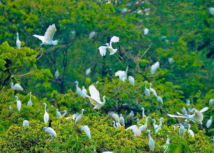 Vô số các loại chim tại vườn chim Bạc Liêu