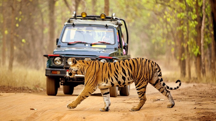 Vườn quốc gia Valmiki - Du lịch Bihar Ấn Độ