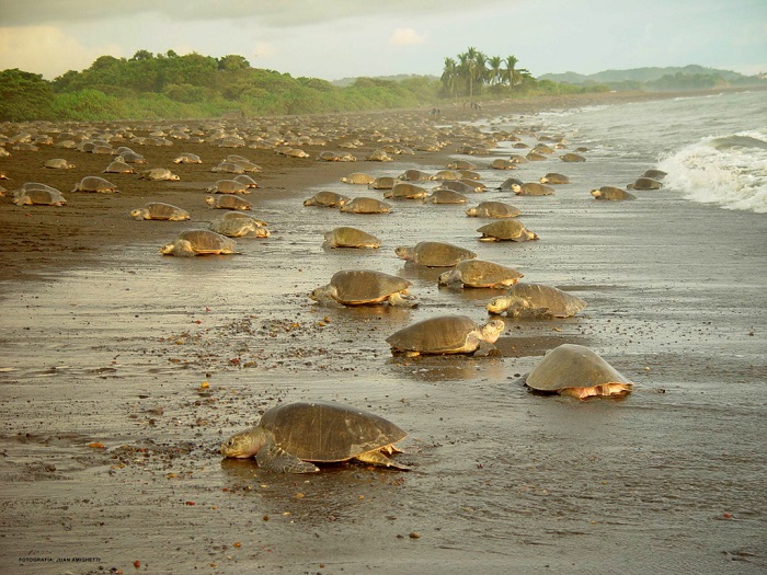 Quan sát rùa biển là hoạt động nên làm khi đến công Viên Quốc Gia Tortuguero