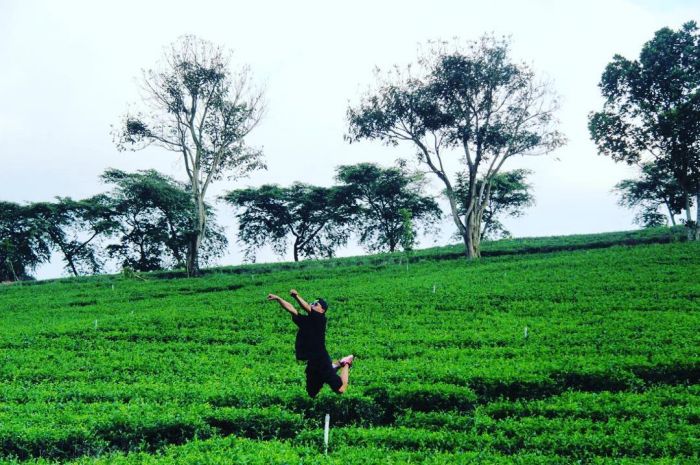 Đồi chè Tâm Châu điểm check-in gần Bạch Dinh Bảo Lộc 