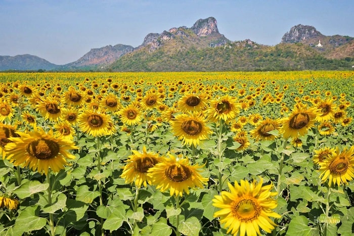 Cánh đồng hoa hướng dương là điểm tham quan hàng đầu ở thành phố Lopburi Thái Lan 
