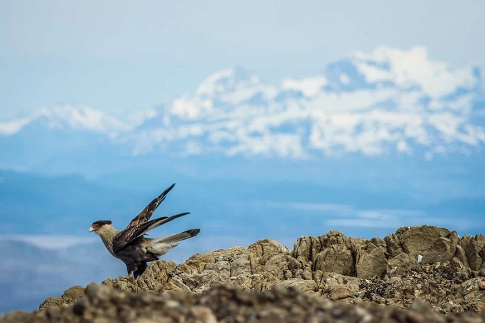 Quan sát chim là hoạt động phổ biến ở vườn quốc gia Patagonia Chile