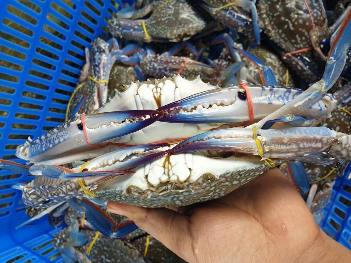 kinh nghiệm mua hải sản ở chợ Xóm Lưới Vũng Tàu 