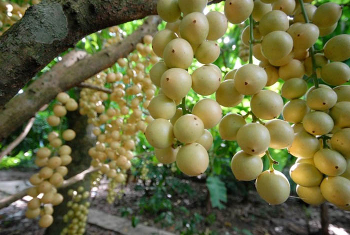 Vườn du lịch sinh thái Giáo Dương - Đặc sản Phong Điền
