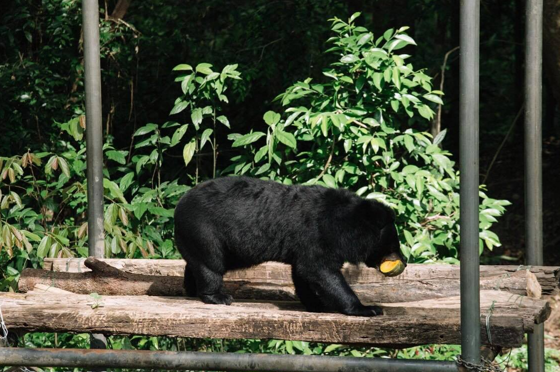 trạm cứu hộ gấu ở rừng nguyên sinh Tây Cát Tiên  