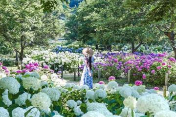 Những vườn cẩm tú cầu đẹp trên thế giới đủ khiến du khách ngẩn ngơ