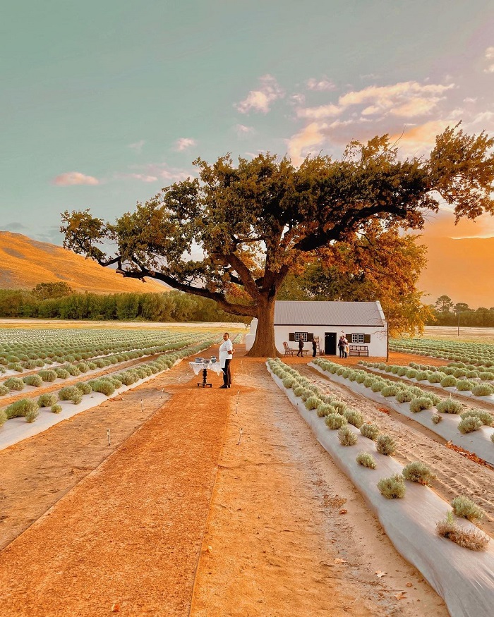 Franschhoek là thung lũng đẹp ở châu Phi nằm tại Nam Phi