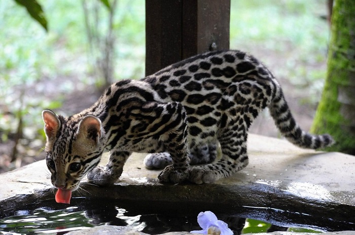Ghé thăm Trung tâm cứu hộ Jaguar là điều nên làm khi đến thị trấn Puerto Viejo de Talamanca 