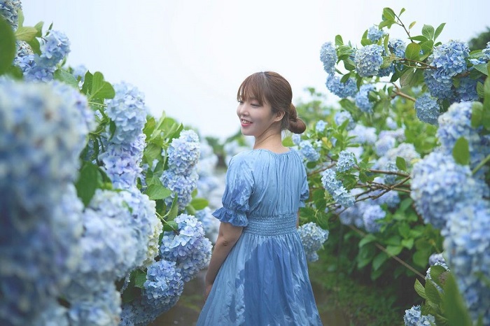Camellia Hill là vườn cẩm tú cầu đẹp trên thế giới nằm ở đảo Jeju