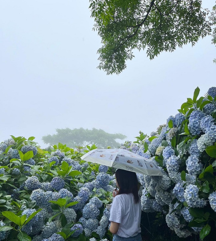 Camellia Hill là vườn cẩm tú cầu đẹp trên thế giới rộng 20ha