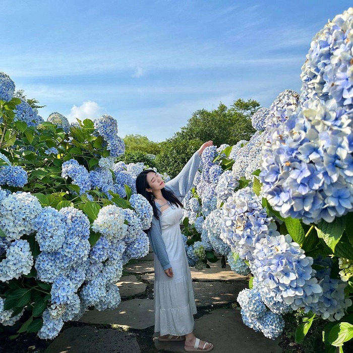 Camellia Hill là vườn cẩm tú cầu đẹp trên thế giới với nhiều góc đẹp