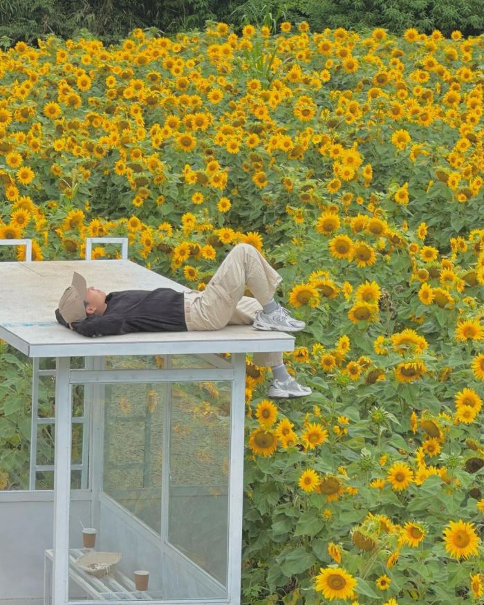 Da Lat sunflower garden dream hill