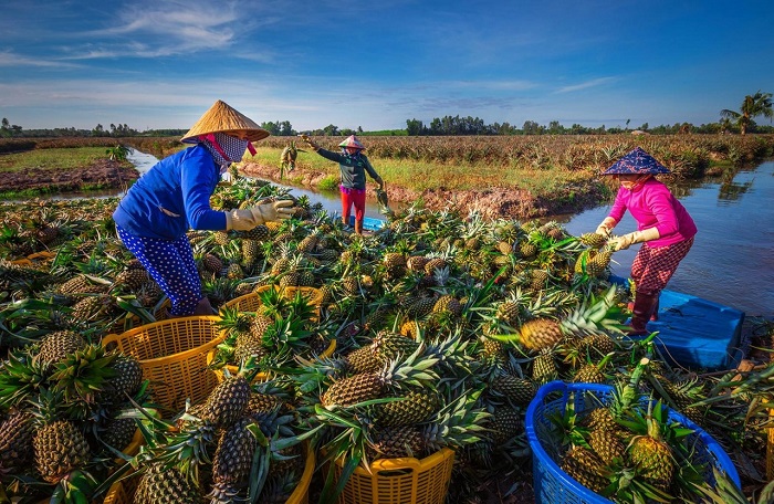 Hình ảnh lao động ở cánh đồng khóm Tân Phước Tiền Giang