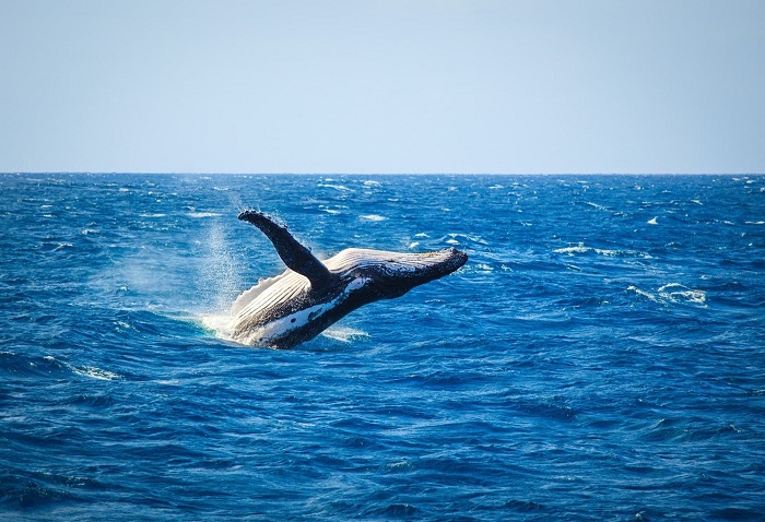Ngắm cá voi là điều tuyệt vời để làm ở thị trấn Yamba Úc