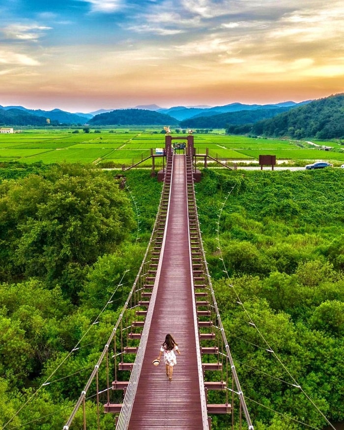 Vẻ đẹp ở đầm lầy Upo Hàn Quốc