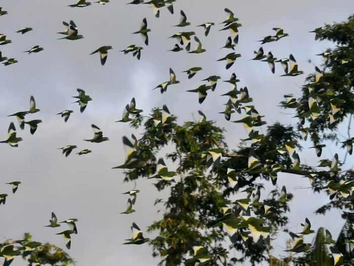 Ngắm hàng ngàn con vẹt tại Parque Santander là điều cần làm khi du lịch Leticia