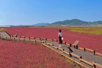 Ngỡ ngàng trước vẻ đẹp hoang sơ của trang trại muối Jeungdo Hàn Quốc