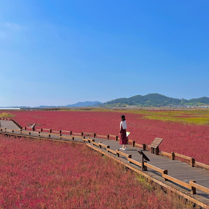 Vườn hoa ở trang trại muối Jeungdo Hàn Quốc