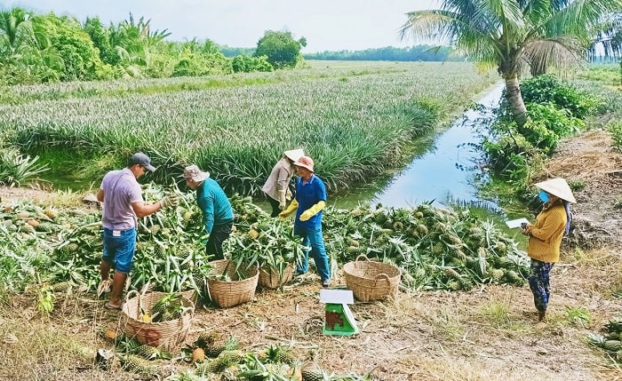 Hình ảnh lao động ở cánh đồng khóm Tân Phước Tiền Giang