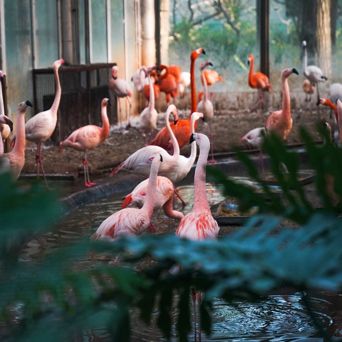 Vườn thú Bắc Kinh là một trong những vườn thú lớn nhất châu Á nằm ở Trung Quốc