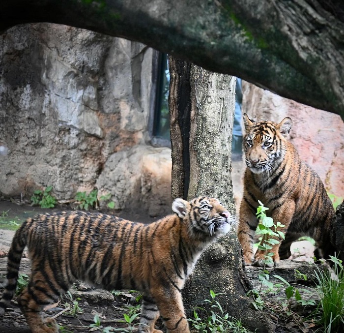 Vườn thú Euno là một trong những vườn thú lớn nhất châu Á nằm tại Nhật Bản