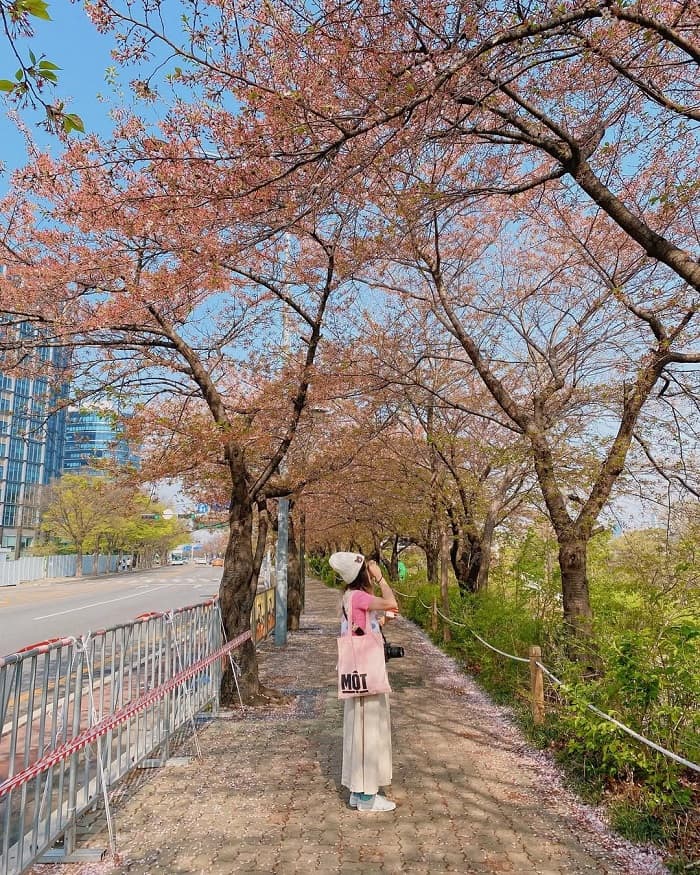 Khám phá công viên Yeouido Hàn Quốc