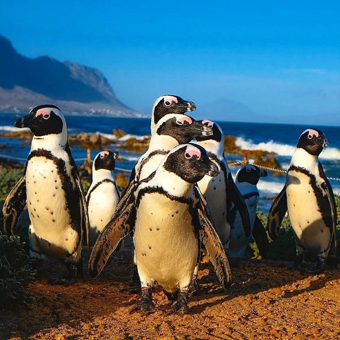 Quần đảo Galapagos là địa điểm ngắm chim cánh cụt trên thế giới được nhiều du khách ghé thăm