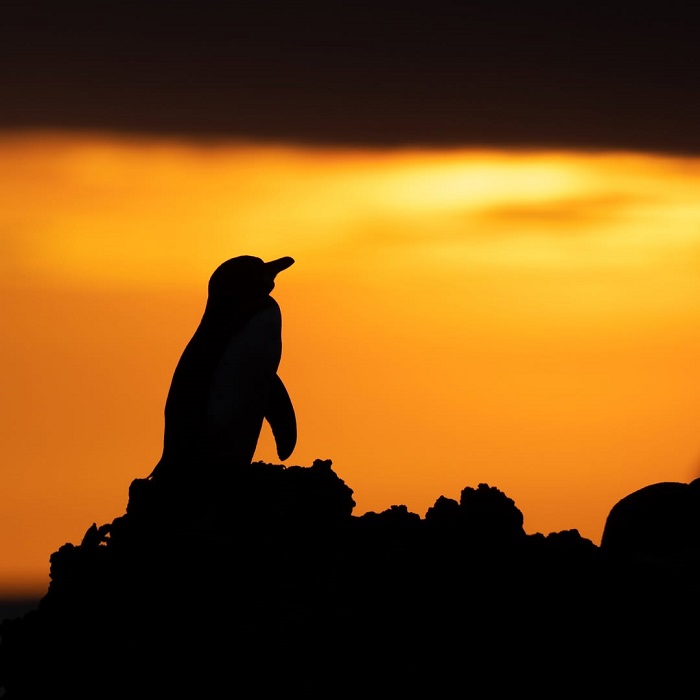 Quần đảo Galapagos là địa điểm ngắm chim cánh cụt trên thế giới siêu lãng mạn