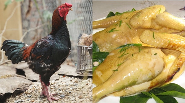 foodtour Bắc Ninh - gà Hồ