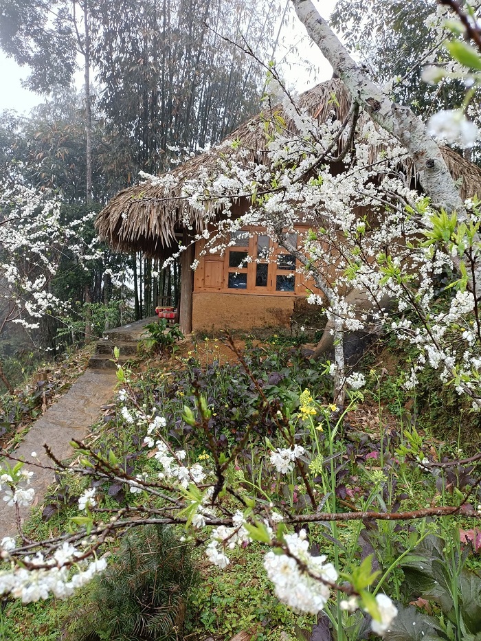 Khám phá Bản Phố Bắc Hà vào mùa xuân để ngắm hoa khoe sắc