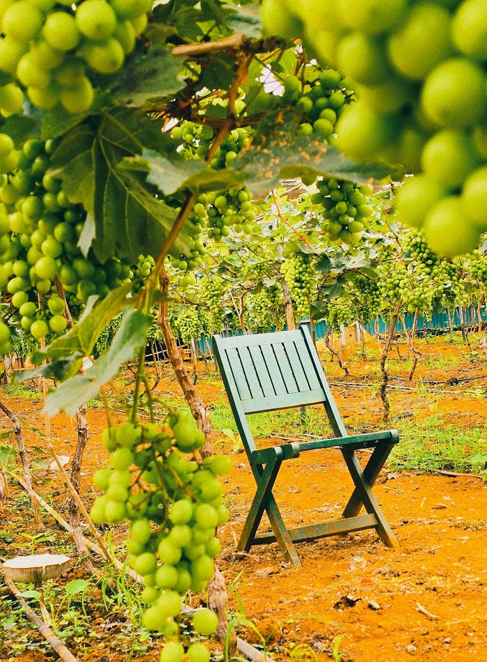 Vườn nho Lam Sơn Mộc Châu ở đâu?