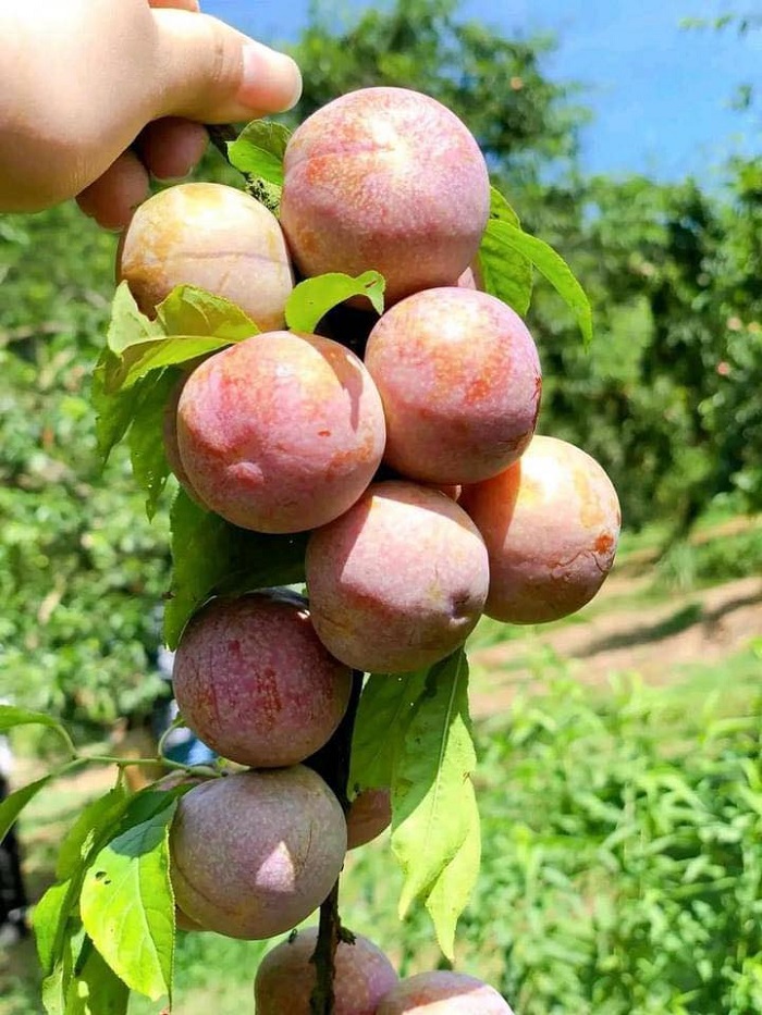 Vườn nho Lam Sơn Mộc Châu mang lại nhiều trải nghiệm đáng nhớ