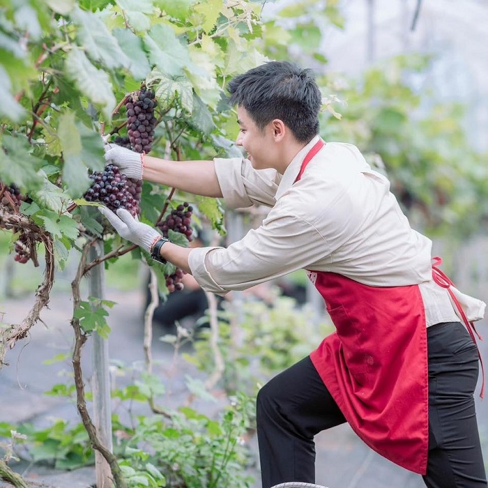 Vườn nho Lam Sơn Mộc Châu là nông trại chuẩn Vietgap