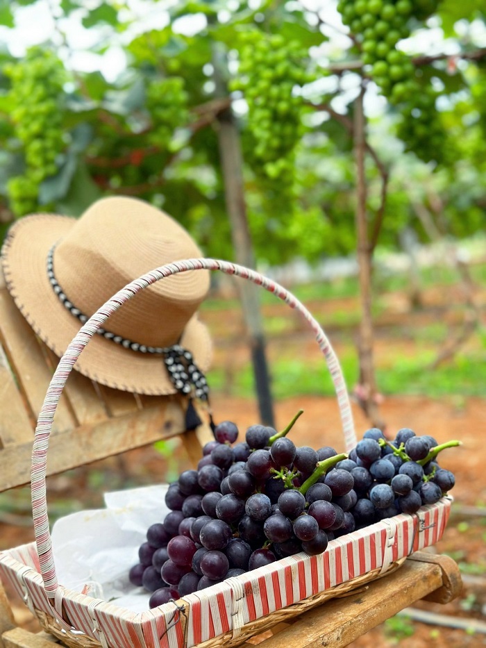 Vườn nho Lam Sơn Mộc Châu hấp dẫn du khách