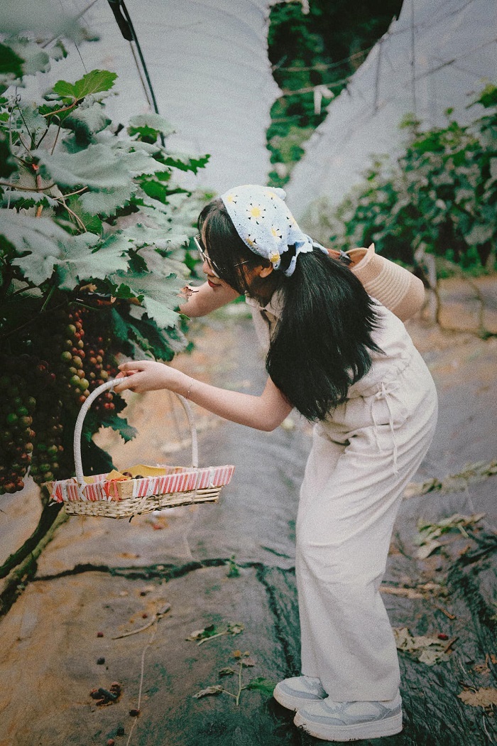 Vườn nho Lam Sơn Mộc Châu là nơi tuyệt vời để hái nho, chụp ảnh