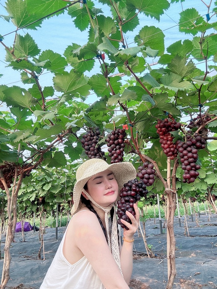 Vườn nho Lam Sơn Mộc Châu ngồi vào là có ảnh đẹp