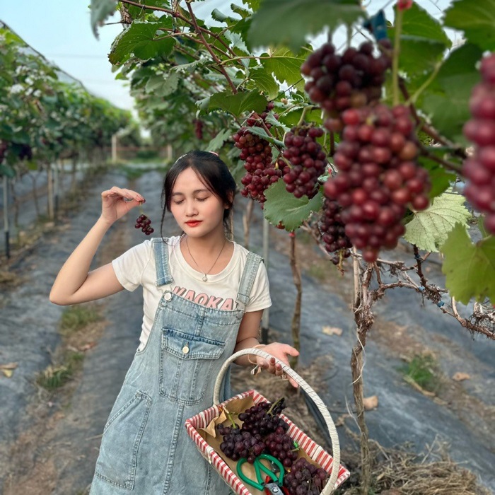 Vườn nho Lam Sơn Mộc Châu là điểm đến không thể bỏ qua khi đi Mộc Châu