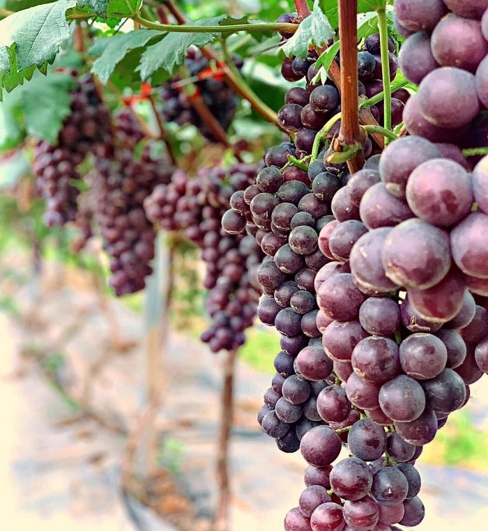 Vườn nho Lam Sơn Mộc Châu vào mùa nho chín hấp dẫn