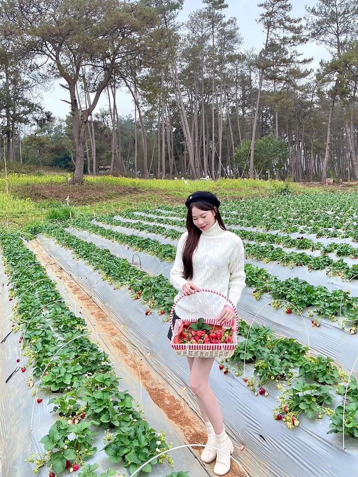 Vườn nho Lam Sơn Mộc Châu còn trồng dâu tây