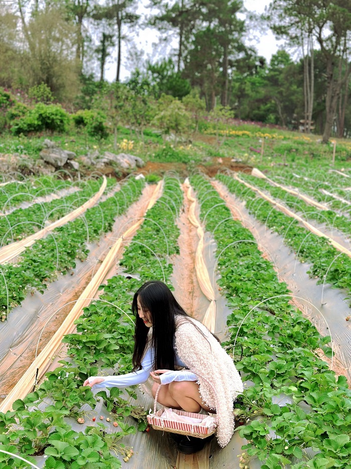 Vườn nho Lam Sơn Mộc Châu mở cửa từ 7h sáng mỗi ngày