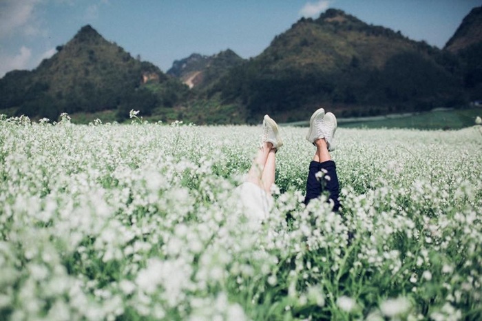Mộc Châu mùa hoa cải - Ảnh: Du Lịch Phượng Hoàng