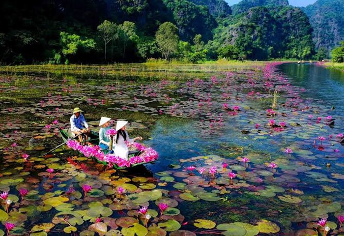 Tam Cốc mùa hoa súng lãng mạn - Ảnh: Sài Gòn Tiếp Thị