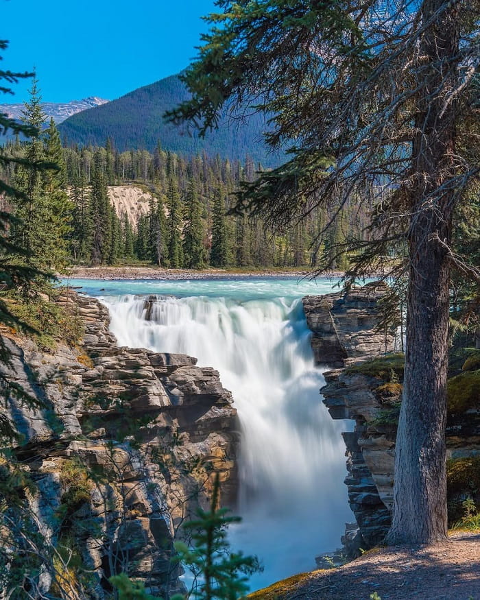Thác Athabasca là điều nên làm và xem ở vườn quốc gia Jasper Canada