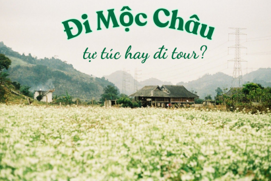 Đi Mộc Châu tự túc hay đi tour? Hình thức nào phù hợp cho bạn