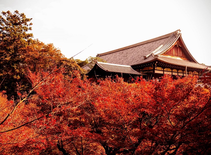 du lịch Nhật Bản mùa thu lá đỏ 2019